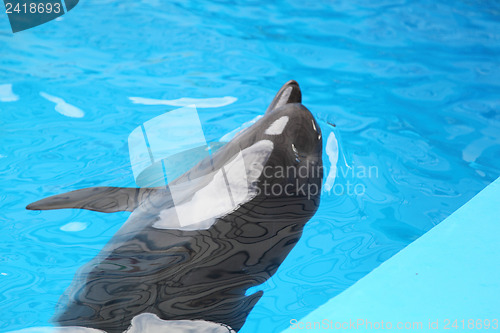 Image of dolphin in the water