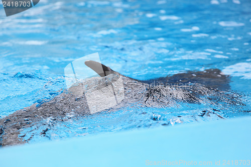 Image of dolphin in the water