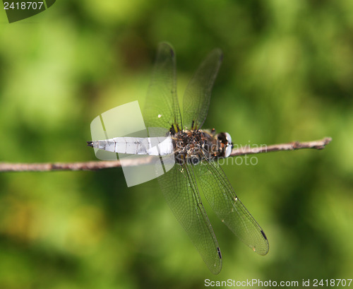 Image of Dragonfly