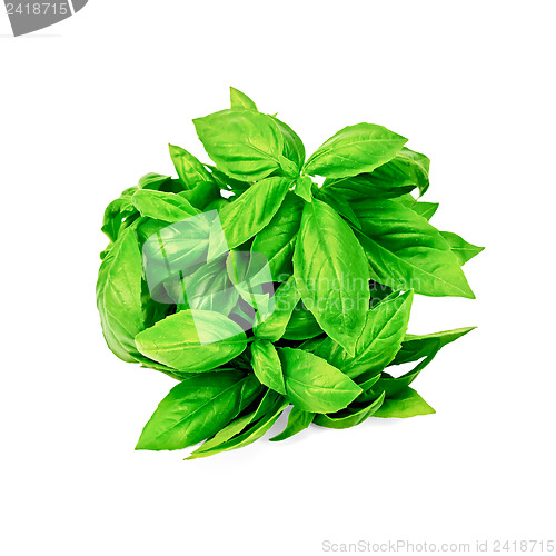 Image of Basil green bundle