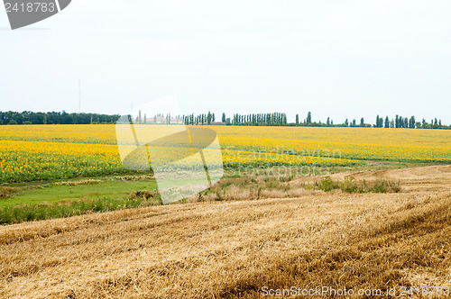Image of road, sunflower field and cloudy sky