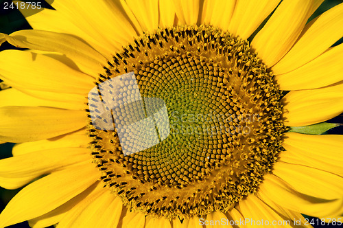 Image of central part of sunflower as background