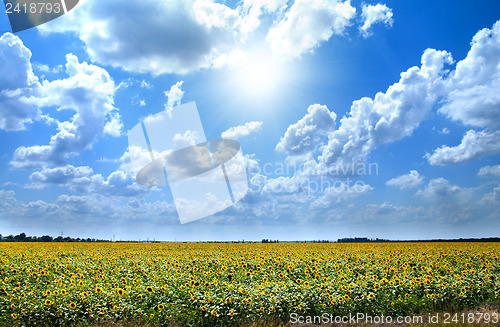Image of field with sunflowers under cloudy sky with sun
