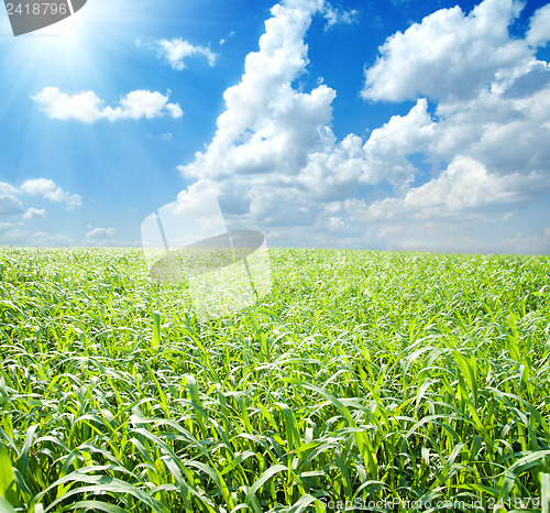 Image of green field and blue sky with sun