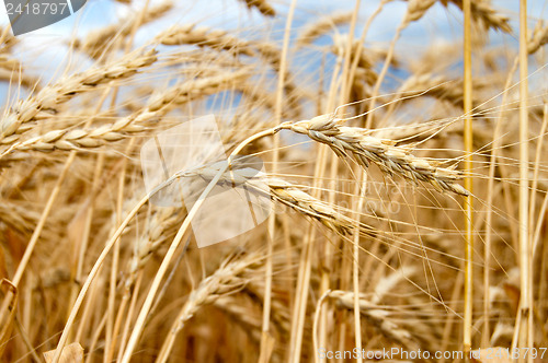 Image of golden wheat ear. south Ukraine