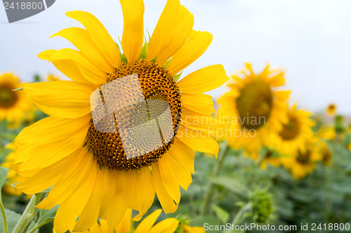 Image of sunflowers in the field in summer