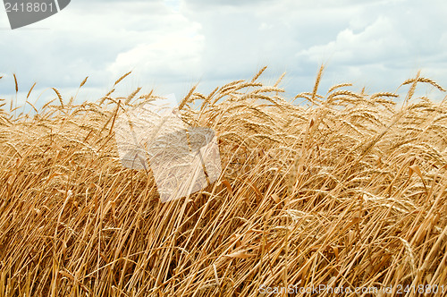Image of field of wheat with low dark cloud