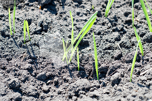 Image of little green shots on the field