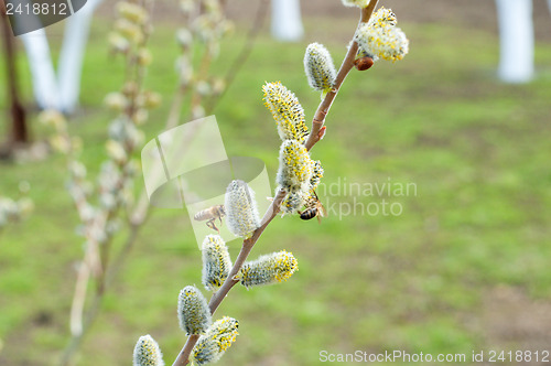 Image of pussy-willow with bees in spring
