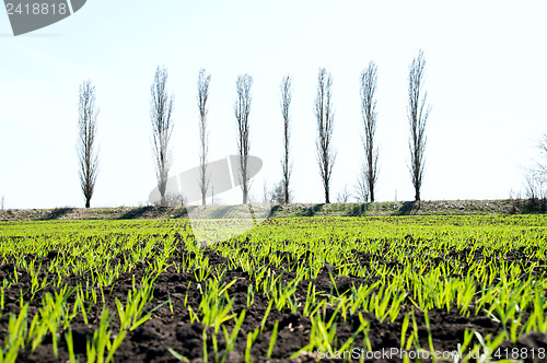 Image of green grass in rows at spring under sun rays