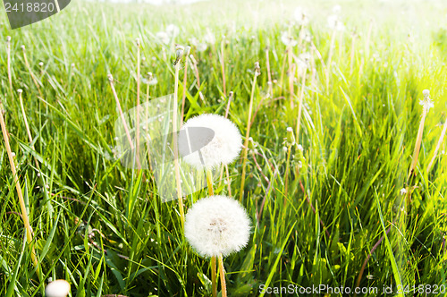 Image of old dandelion in green grass field