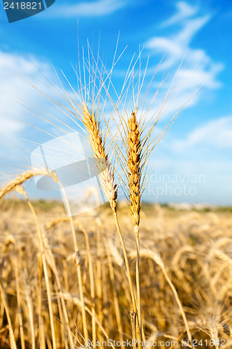 Image of wheat field and blue sky with clouds
