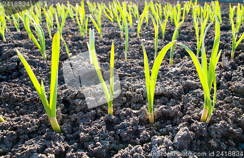 Image of green shots of garlic under sun rays