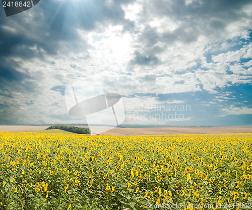 Image of sunflowers with sun in the field