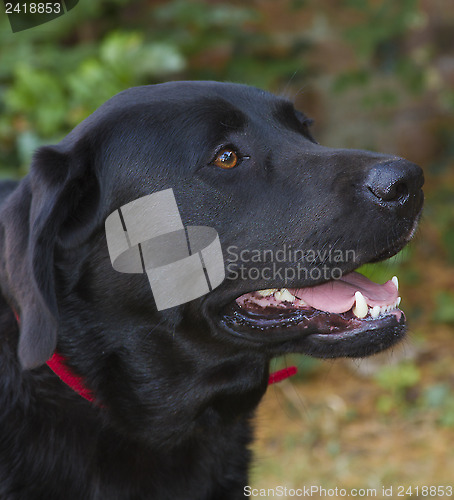 Image of Labrador retriever