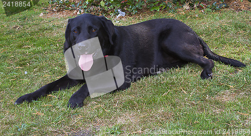 Image of Labrador retriever