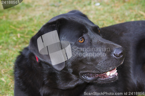 Image of Labrador retriever