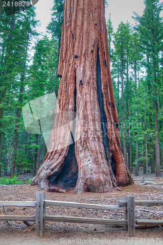 Image of The worlds largest tree - General Sherman