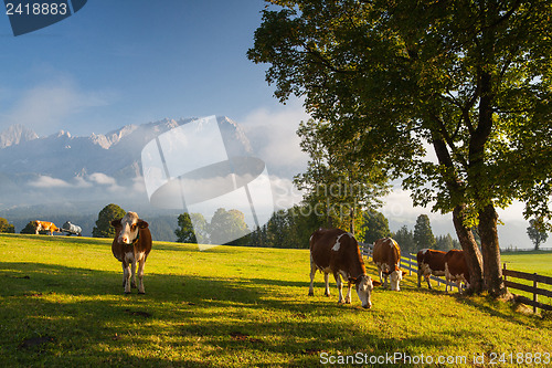 Image of On pasture in the morning mist