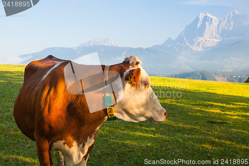 Image of On pasture in the morning mist