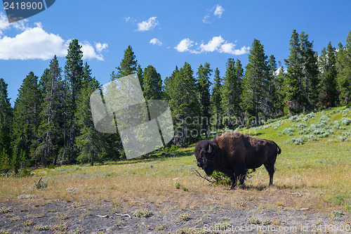 Image of American Bizon in Yellowstone National Park 