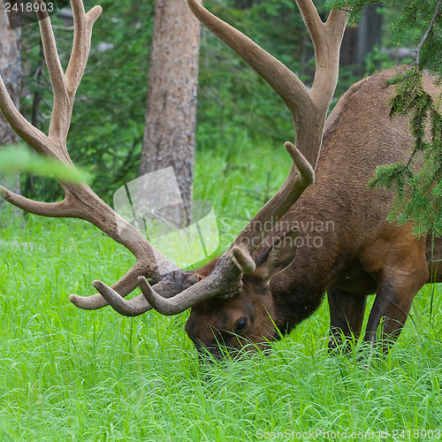 Image of Large bull elk grazing in summer grass in Yellowstone