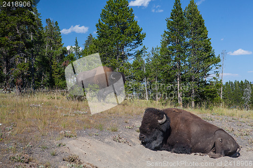 Image of American Bizon in Yellowstone National Park 