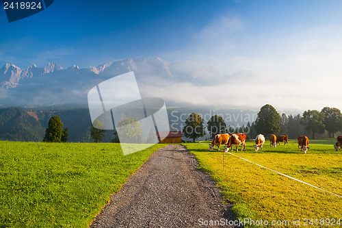 Image of On pasture in the morning mist