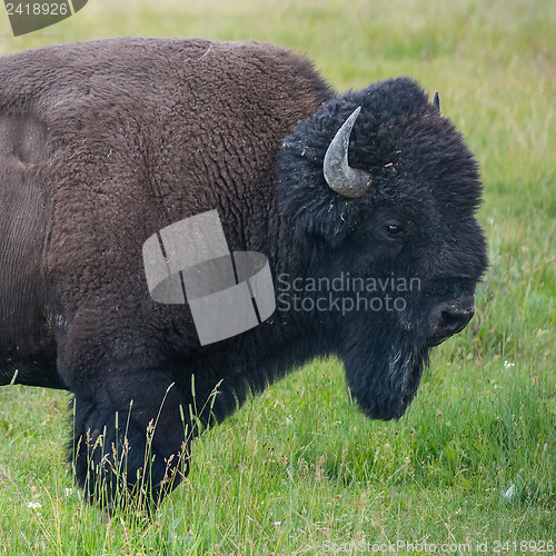 Image of Portrait of American Bison 