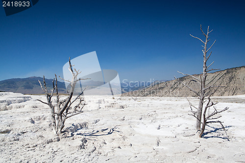 Image of Mammoth Hot Springs Terraces