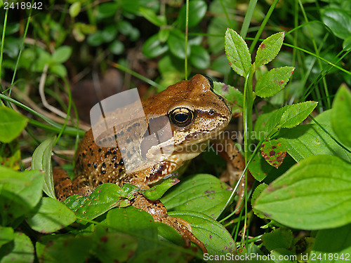 Image of frog