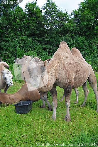 Image of camels