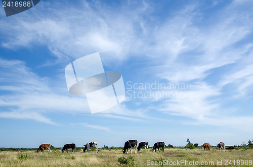 Image of Cattle in plain grassland