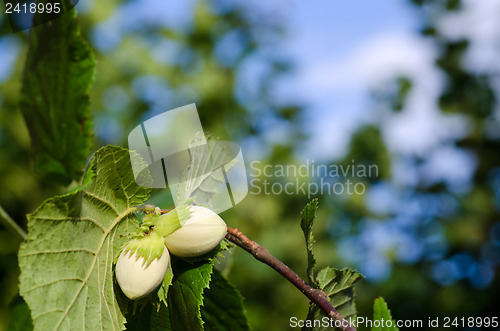 Image of Growing hazel nuts