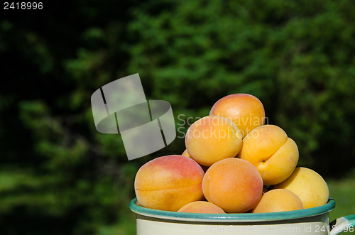 Image of Apricots closeup