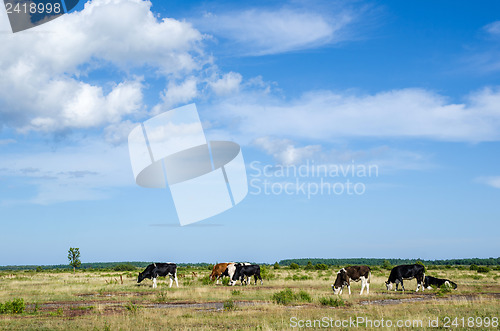 Image of Grazing cattle