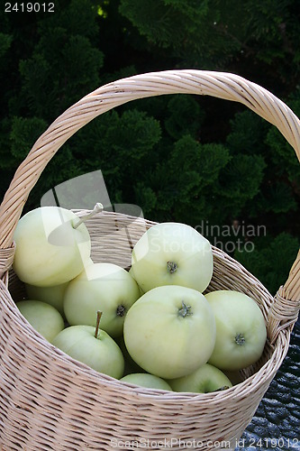 Image of Basket with Transparent Blanche apples