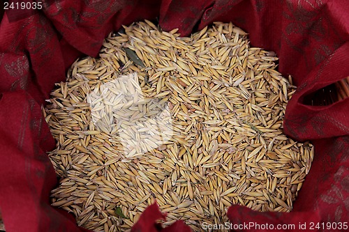 Image of Wheat Grains