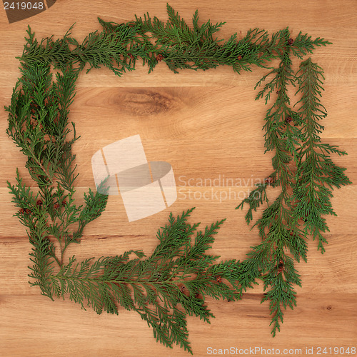 Image of Cedar Cypress Border on Oak