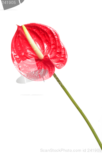 Image of red flower 2