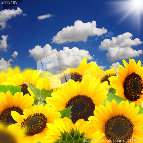Image of Sunflowers.