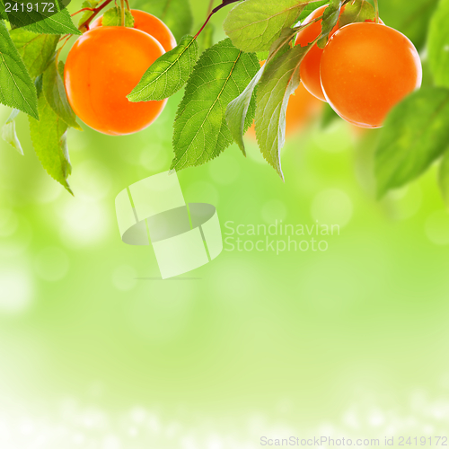 Image of Yellow plum with fresh fruit.