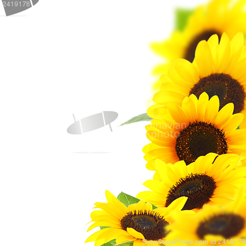 Image of Beautiful yellow sunflowers.