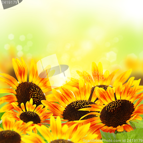 Image of Sunflowers.
