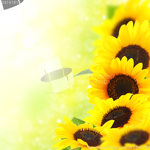 Image of Yellow sunflowers.