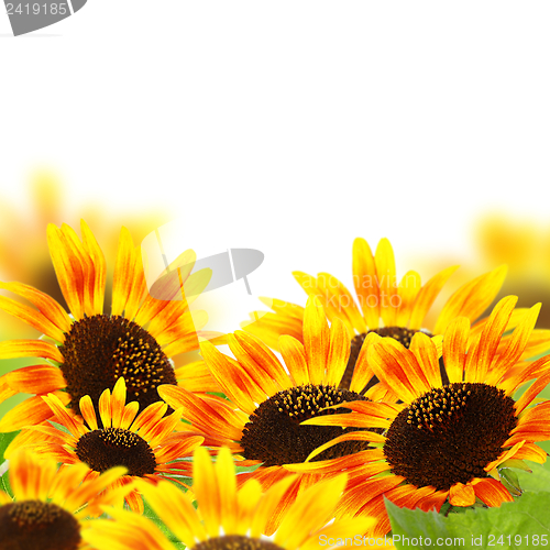 Image of Red sunflowers.