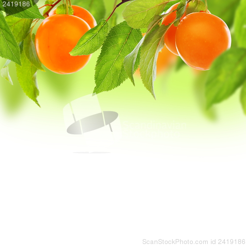 Image of Cherry-plum.