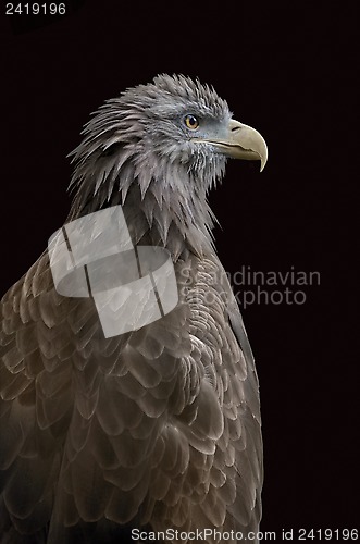 Image of Isolated eagle