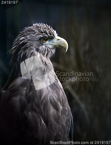 Image of Eagle