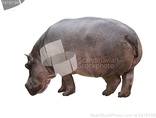 Image of Hippo_isolated